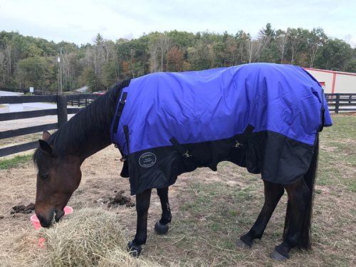 Showman Horse Blanket