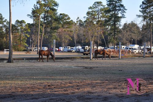 Highland for horses