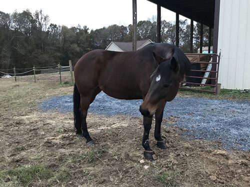 Horse in hoof boots