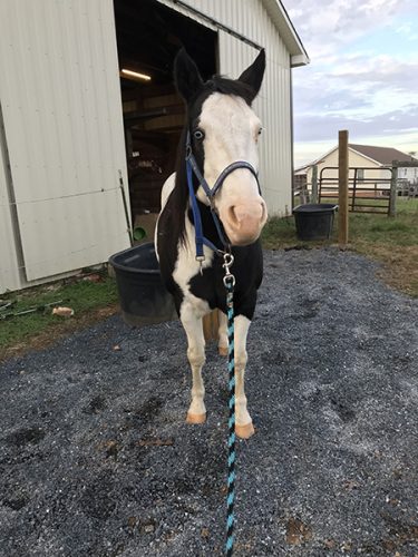 pea gravel in horse pasture