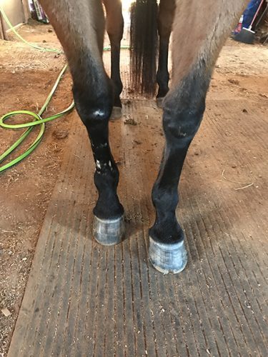 Fresh barefoot trim on horse hoofs