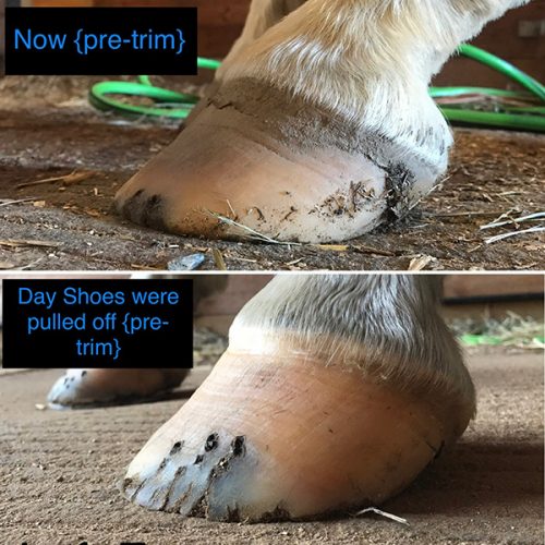 barefoot horse hoof