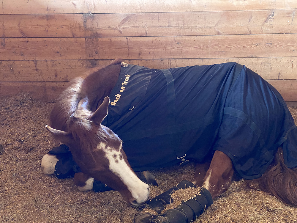 horse laying down