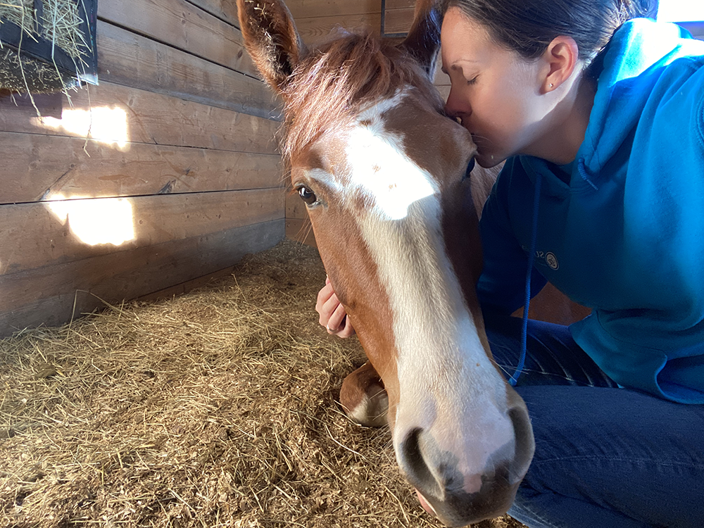 kissing horse