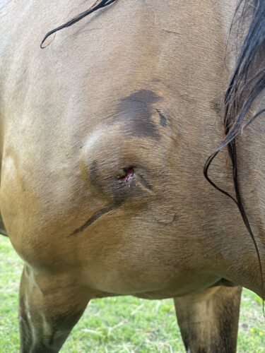 keira's shoulder injury